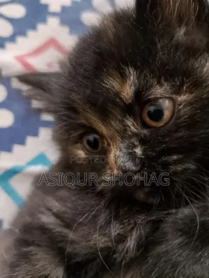 Photo - 1-3 months Female Purebred Persian