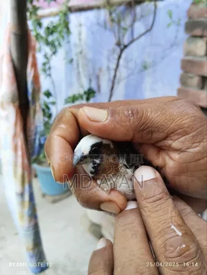 Photo - Bangoli Bird