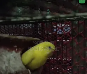 Photo - Lutino Budgerigar
