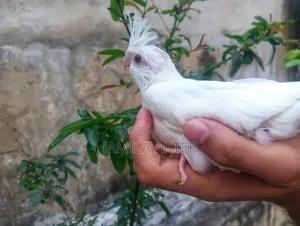 Photo - Cockatail Albino Bird