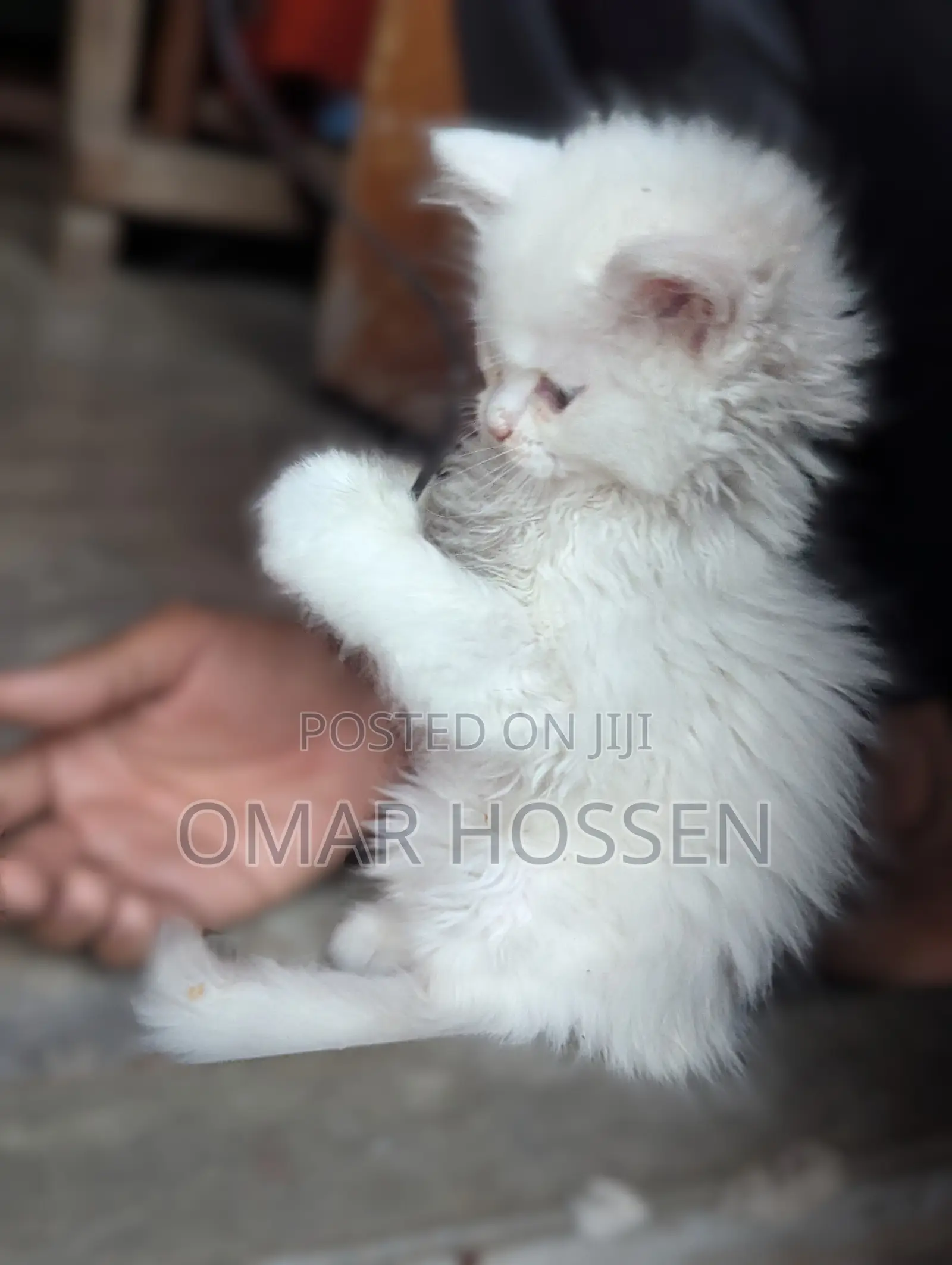 0-1 month Male Purebred Persian