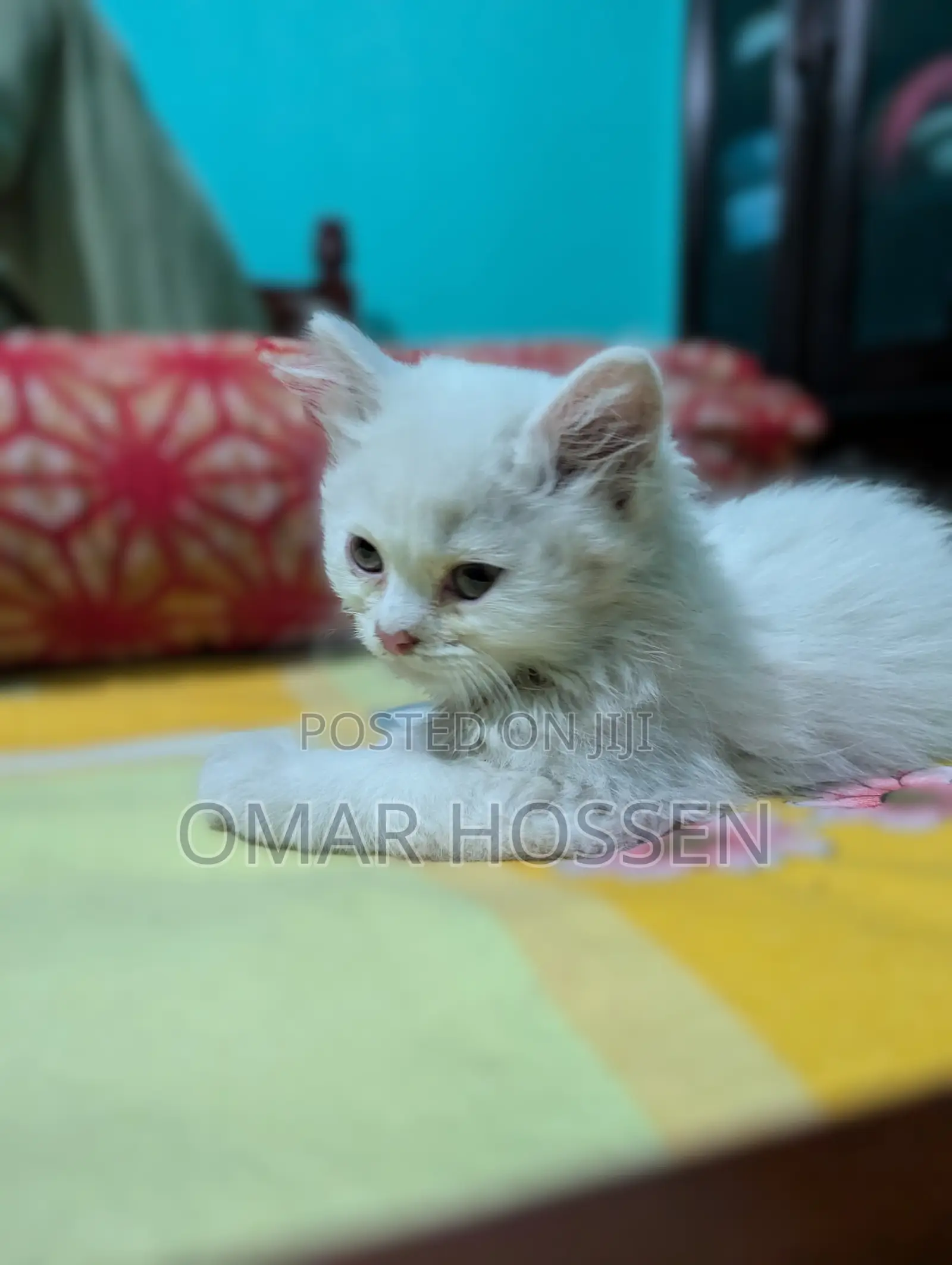0-1 month Male Purebred Persian