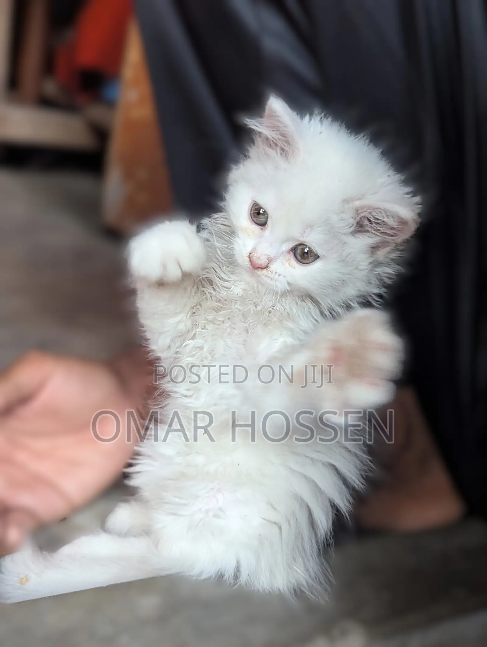 0-1 month Male Purebred Persian