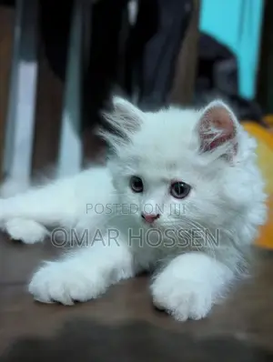 0-1 month Male Purebred Persian
