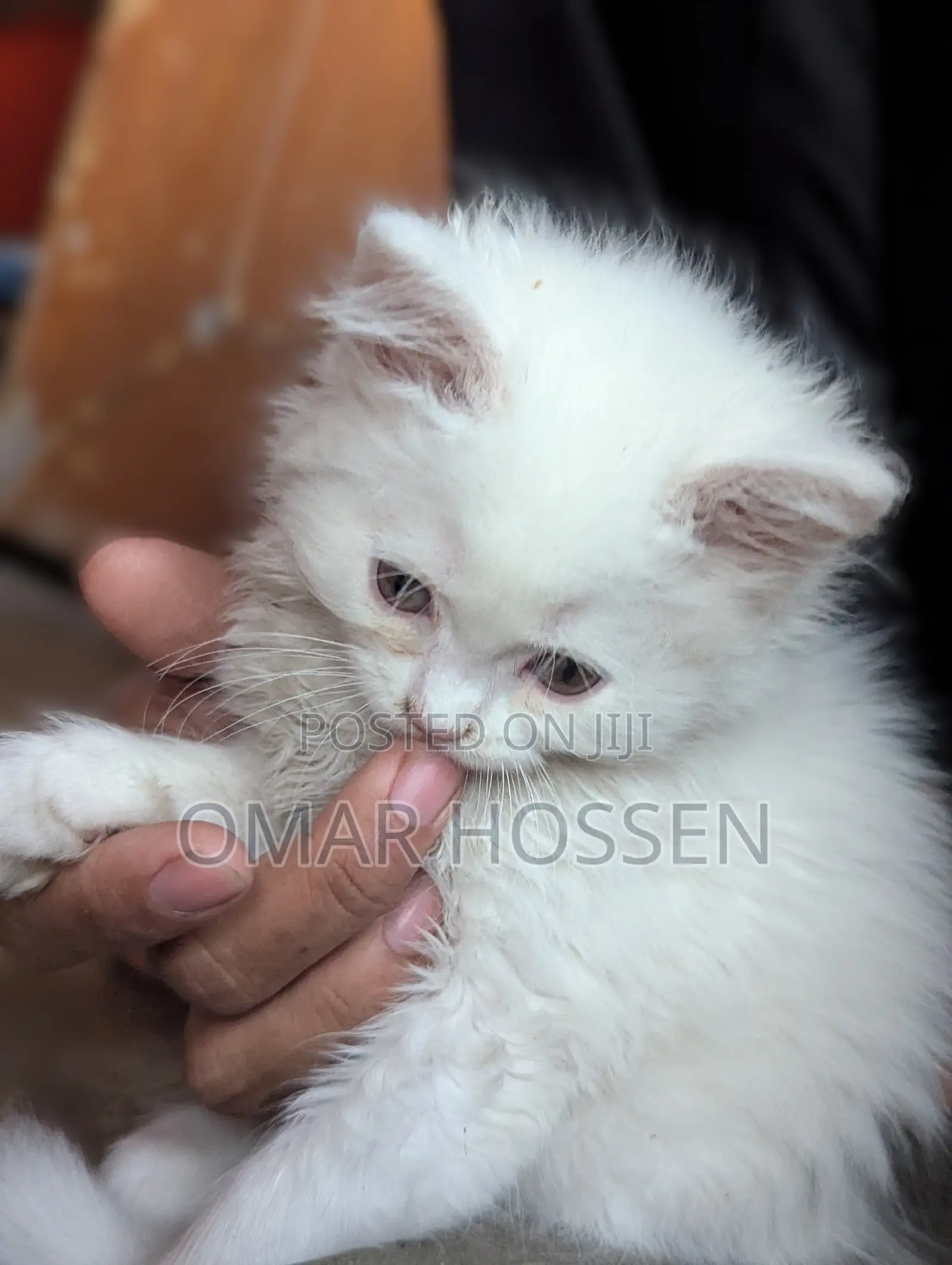 0-1 month Male Purebred Persian