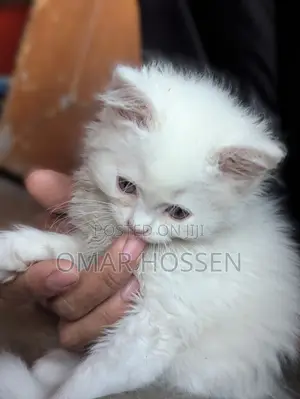 0-1 month Male Purebred Persian
