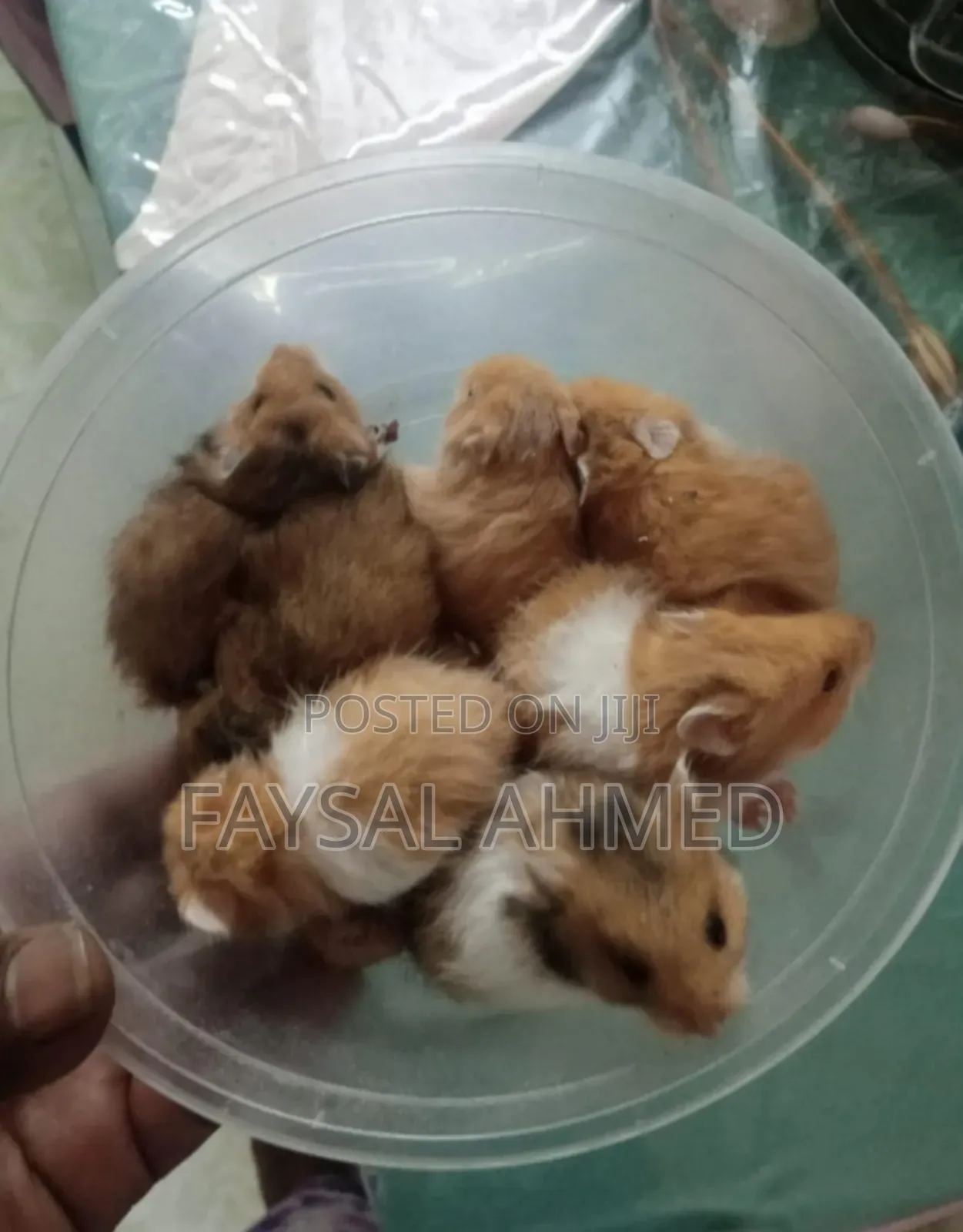 হ্যমিষ্টার /বিলাতী ইদুর। Hamster