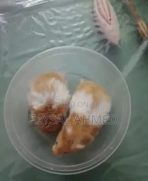 হ্যমিষ্টার /বিলাতী ইদুর। Hamster