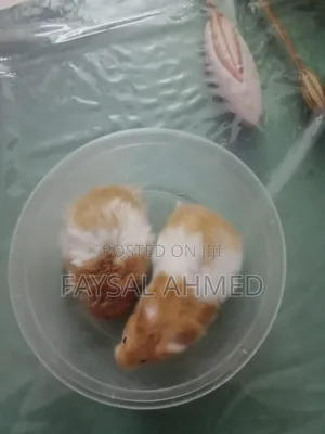 হ্যমিষ্টার /বিলাতী ইদুর। Hamster
