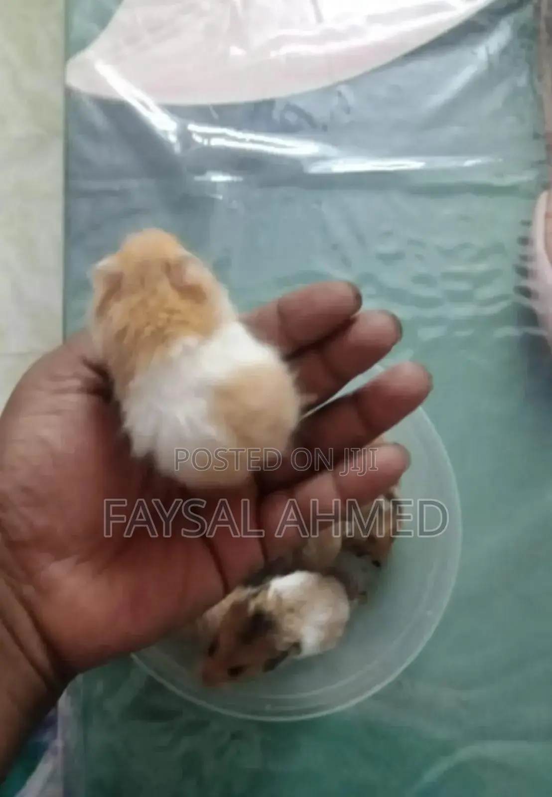 হ্যমিষ্টার /বিলাতী ইদুর। Hamster