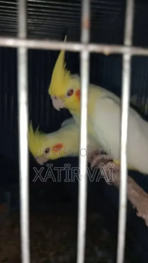 Lutino Cocatel