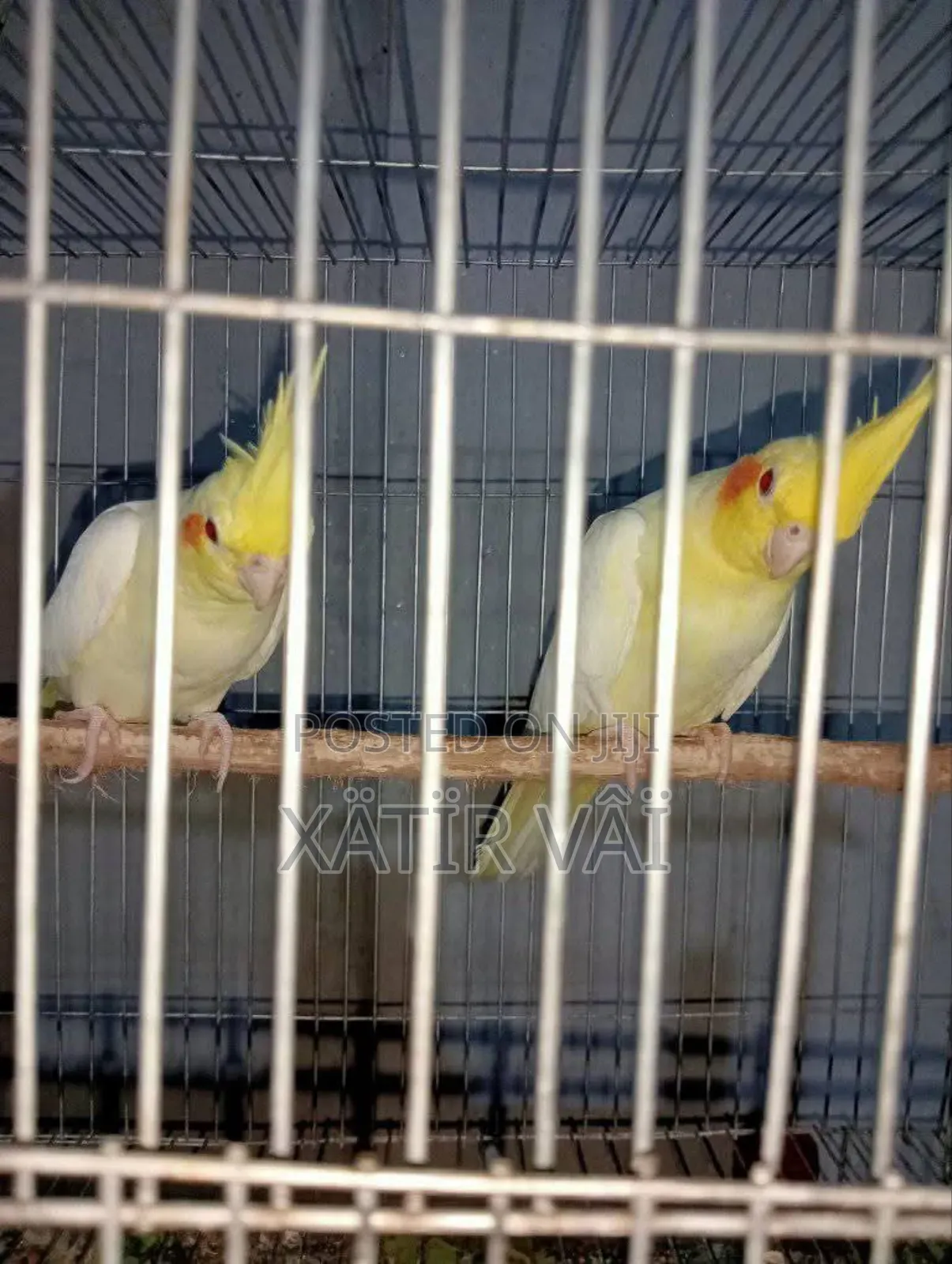 Lutino Cocatel