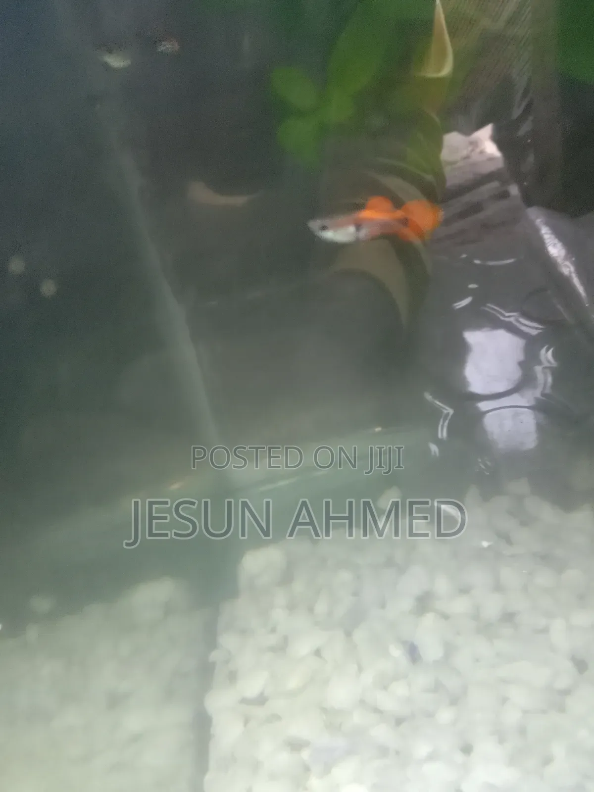 This Fish Very Active.