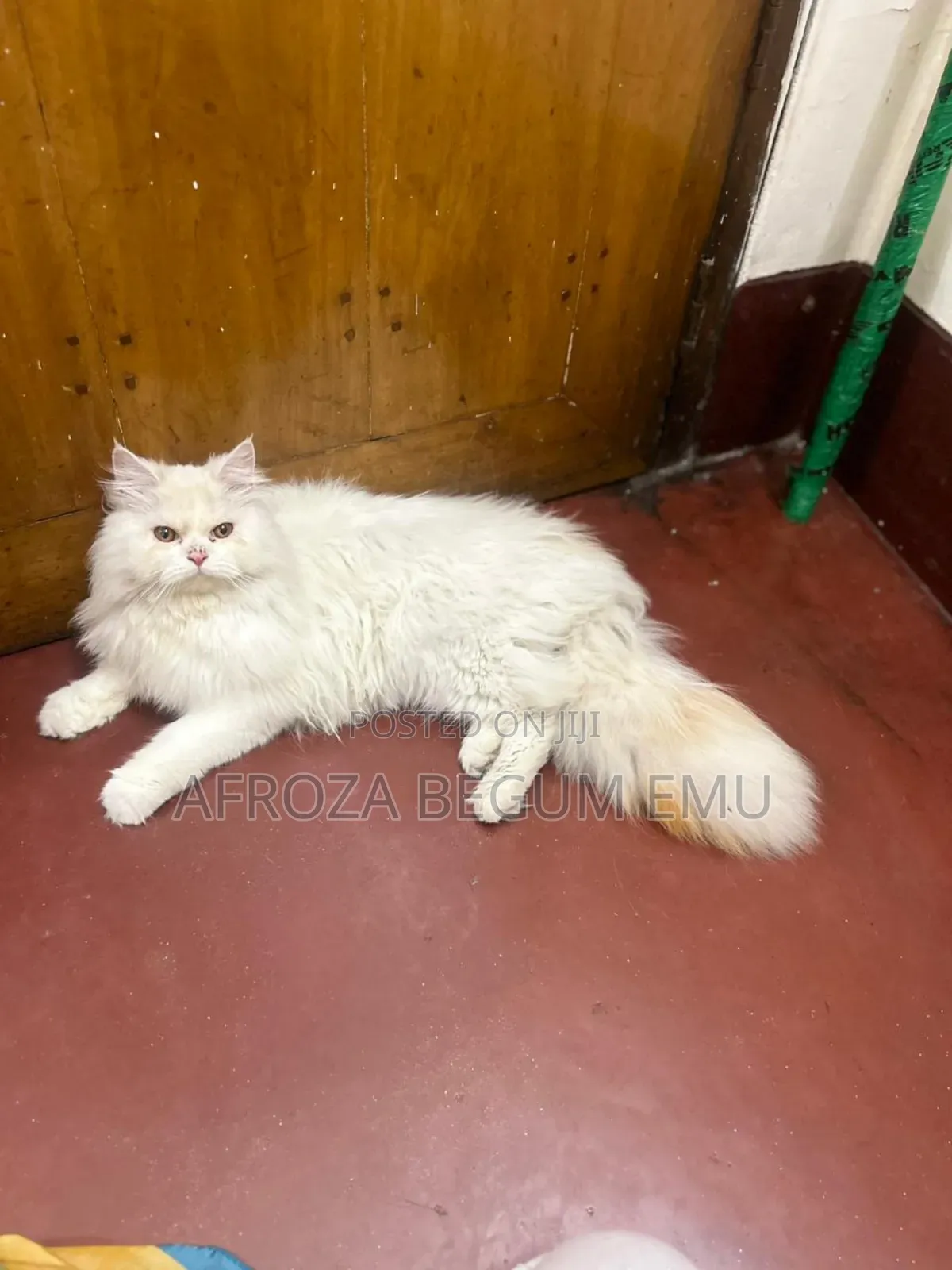 1-3 months Female Purebred Persian