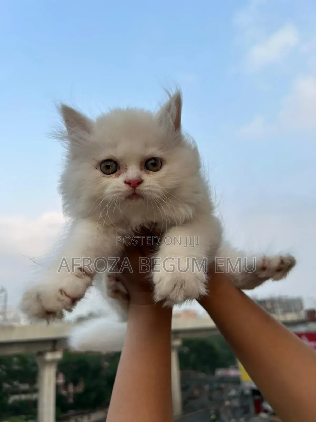 1-3 months Female Purebred Persian