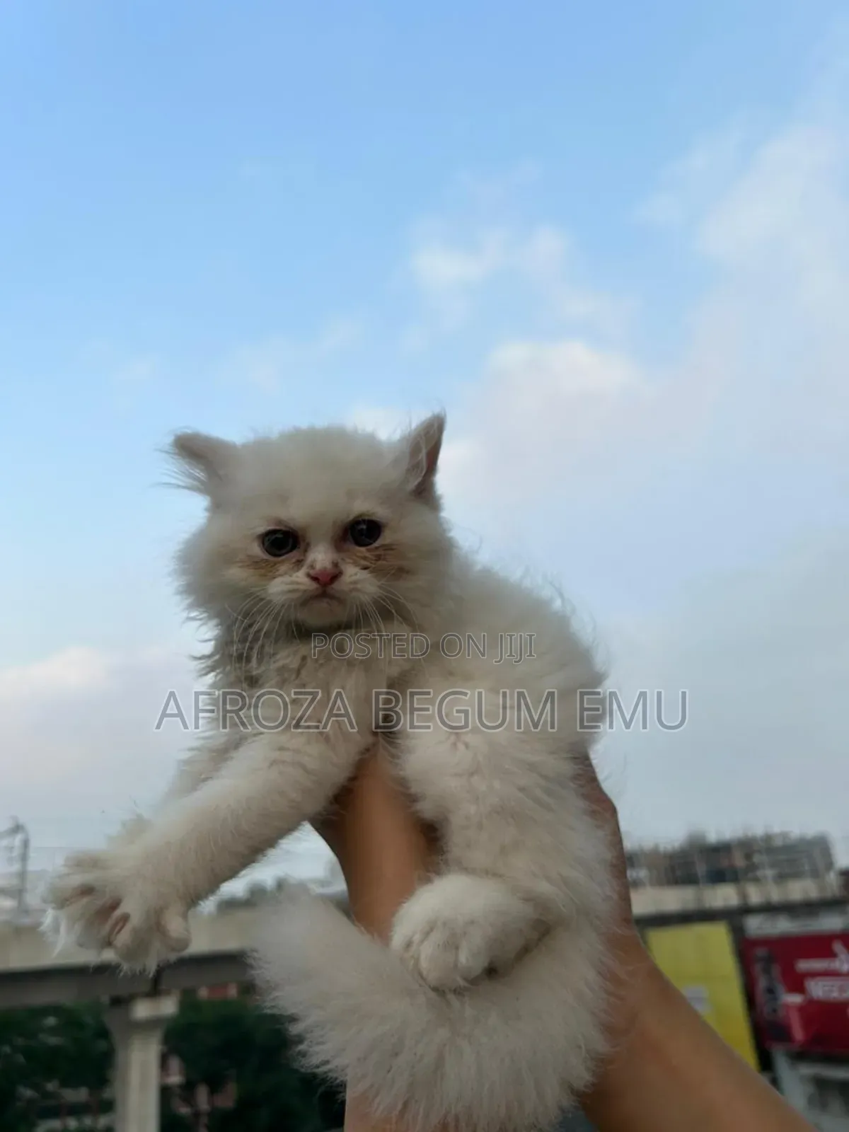 1-3 months Female Purebred Persian