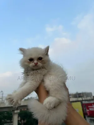 1-3 months Female Purebred Persian