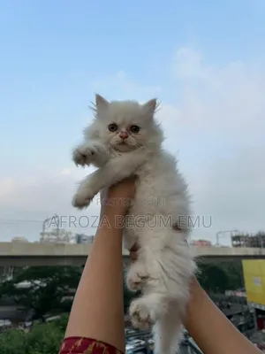 1-3 months Female Purebred Persian