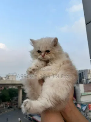 1-3 months Female Purebred Persian