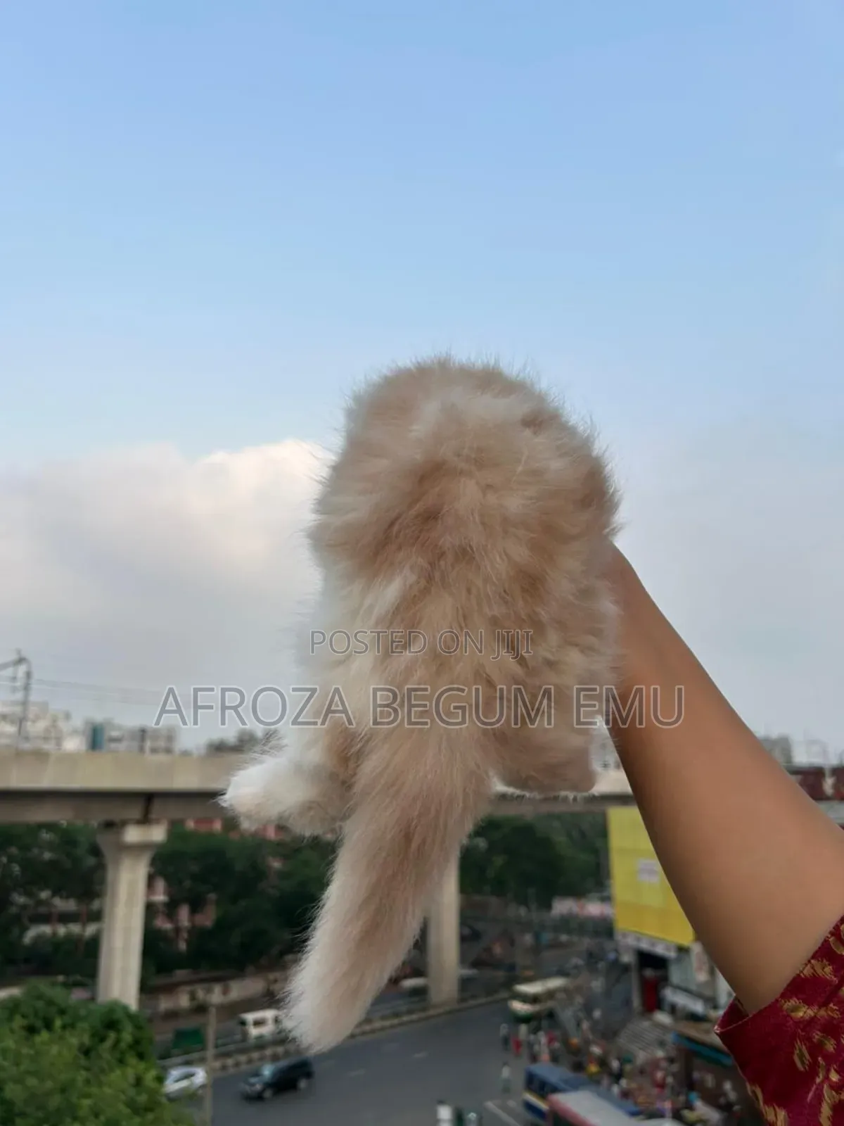 1-3 months Female Purebred Persian