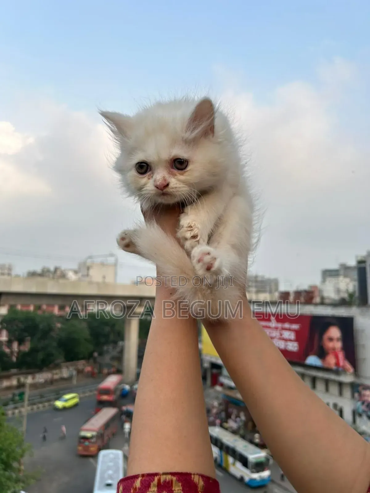 1-3 months Female Purebred Persian