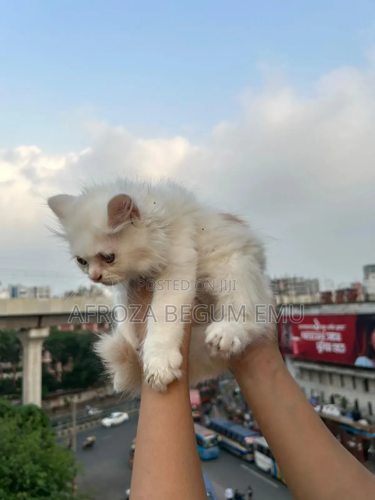 1-3 months Female Purebred Persian
