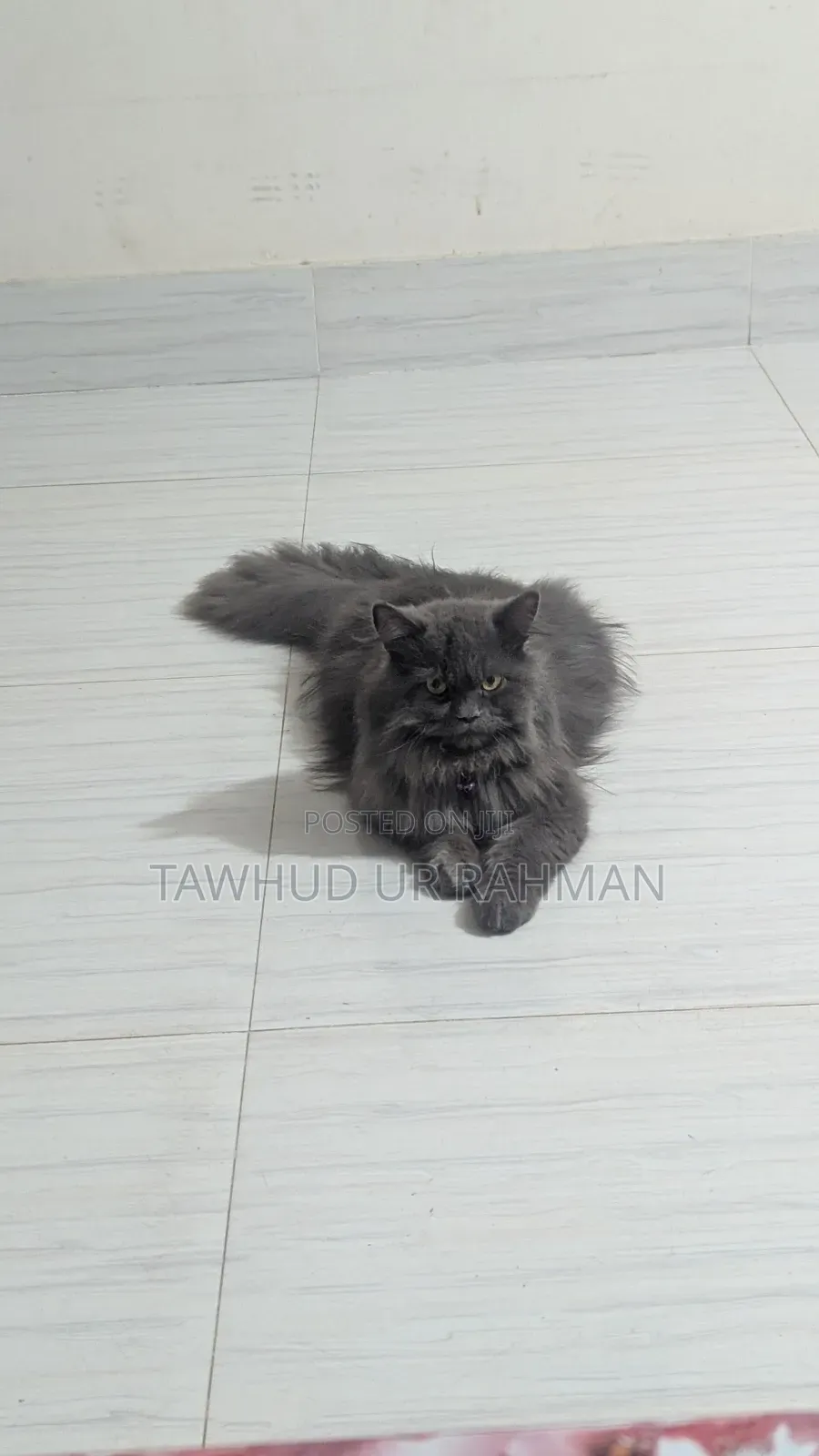 1+ year Male Purebred Triple coated