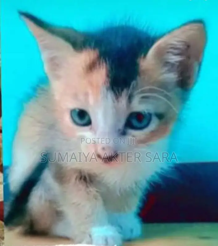 3-6 months Male Purebred Bengal