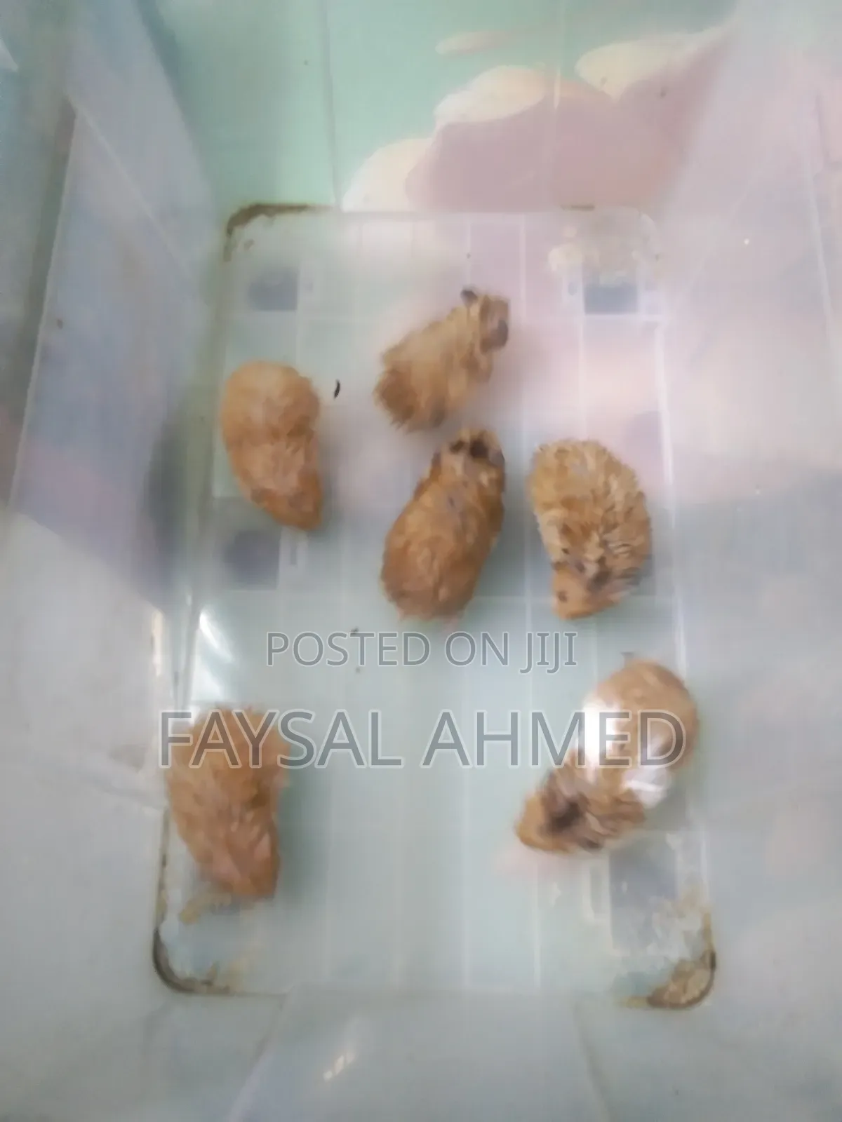 Syrian Hamster, সিরিয়ান হ্যামস্টার, বিলাতি ইঁদুর