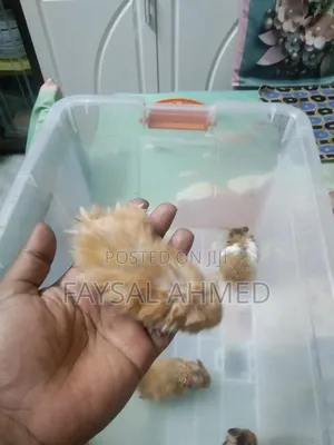 Syrian Hamster, সিরিয়ান হ্যামস্টার, বিলাতি ইঁদুর