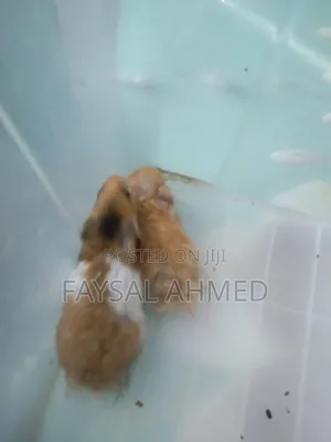 Syrian Hamster, সিরিয়ান হ্যামস্টার, বিলাতি ইঁদুর