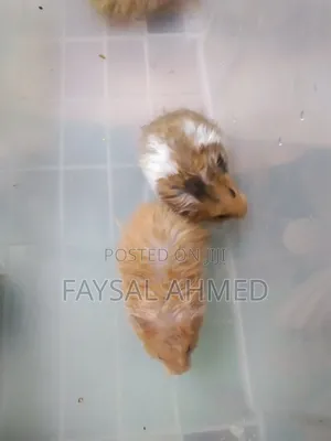 Syrian Hamster, সিরিয়ান হ্যামস্টার, বিলাতি ইঁদুর