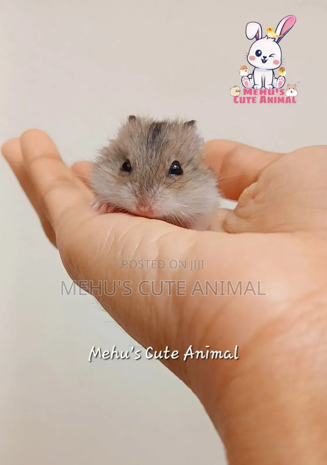Dwarf Hamster Baby
