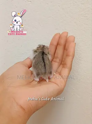 Dwarf Hamster Baby