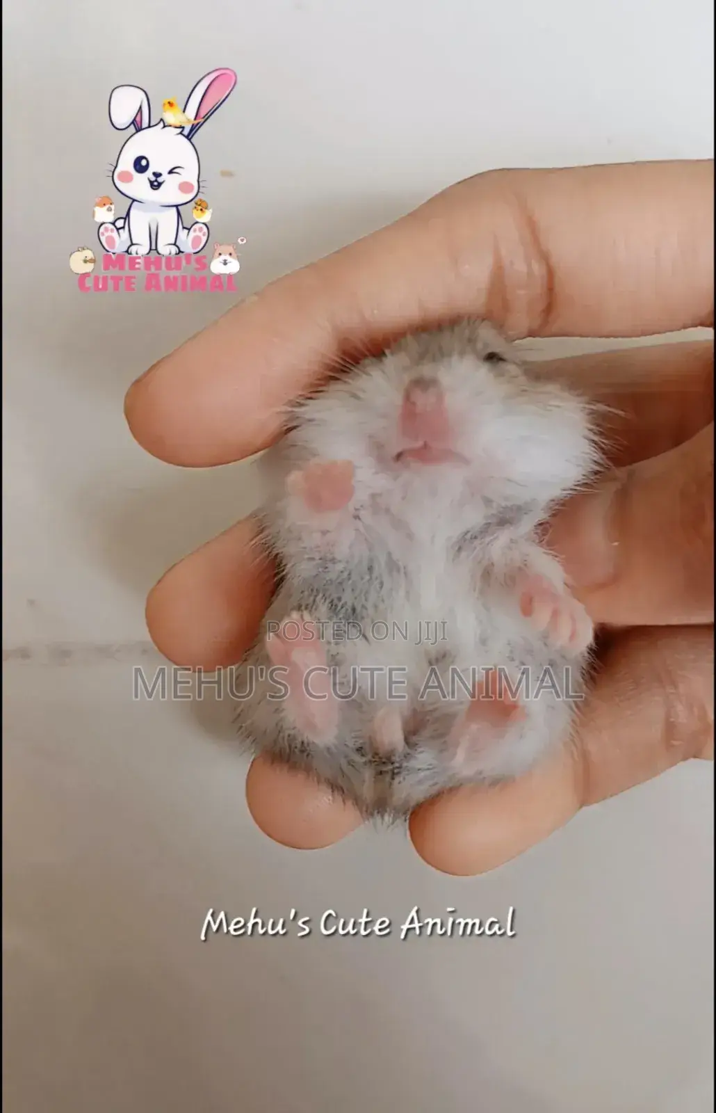 Dwarf Hamster Baby