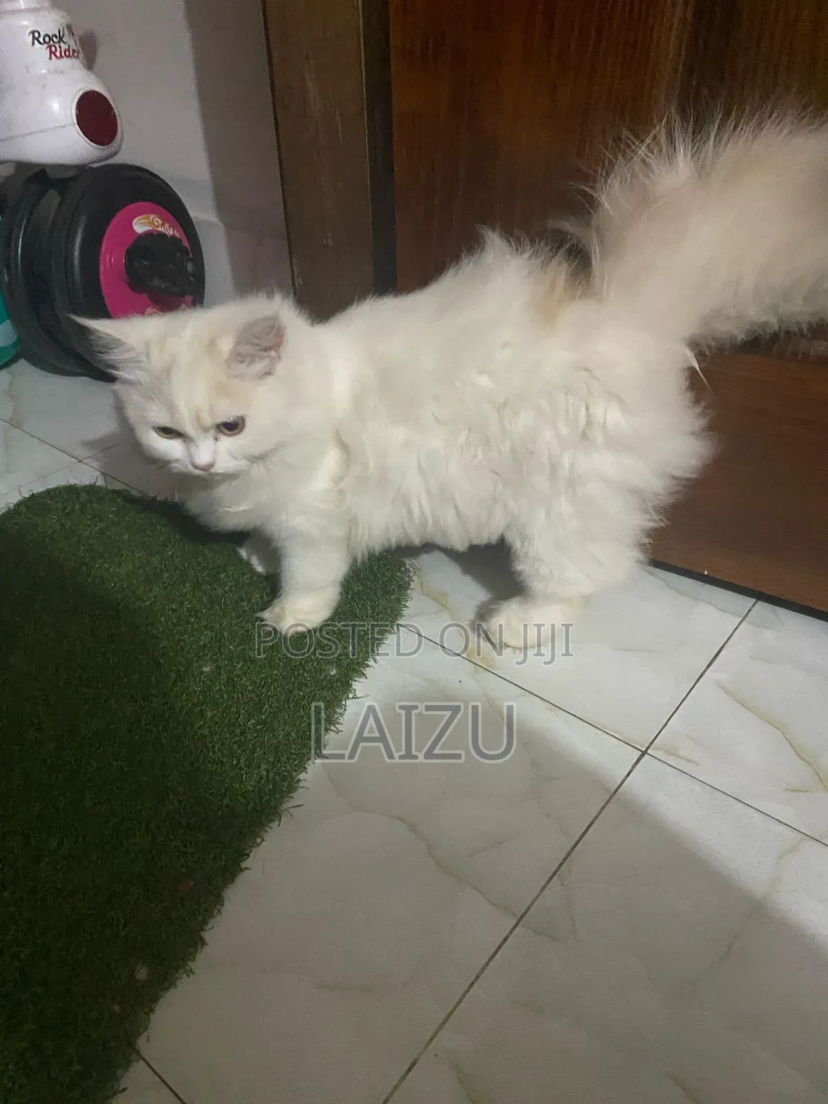 1-3 months Female Purebred Persian