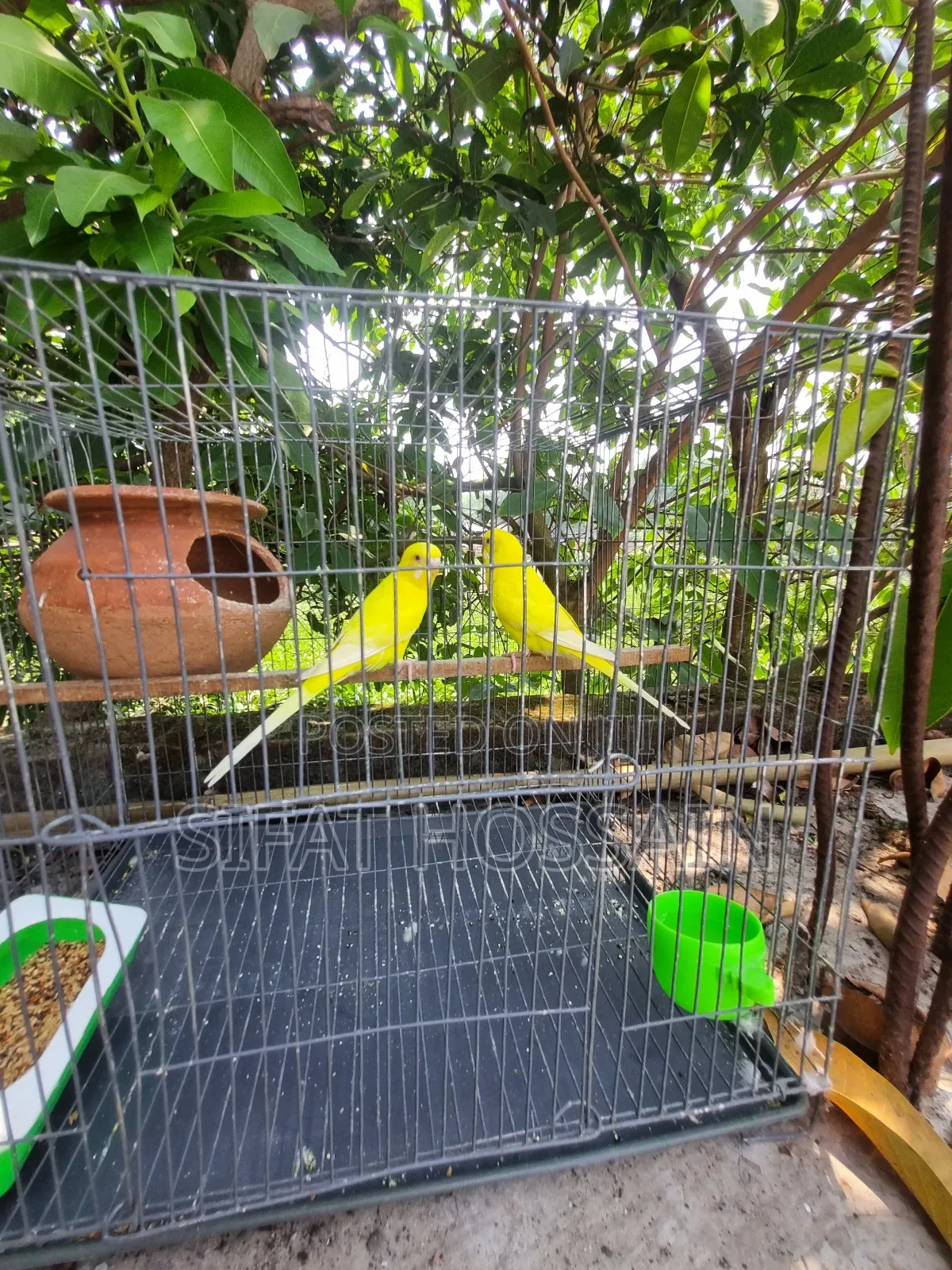 Lutino Budgie Red Eye