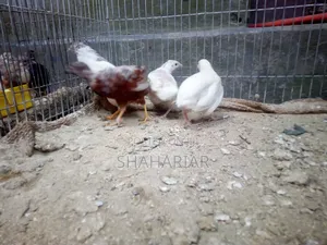 Kinng Koyel Pakhi