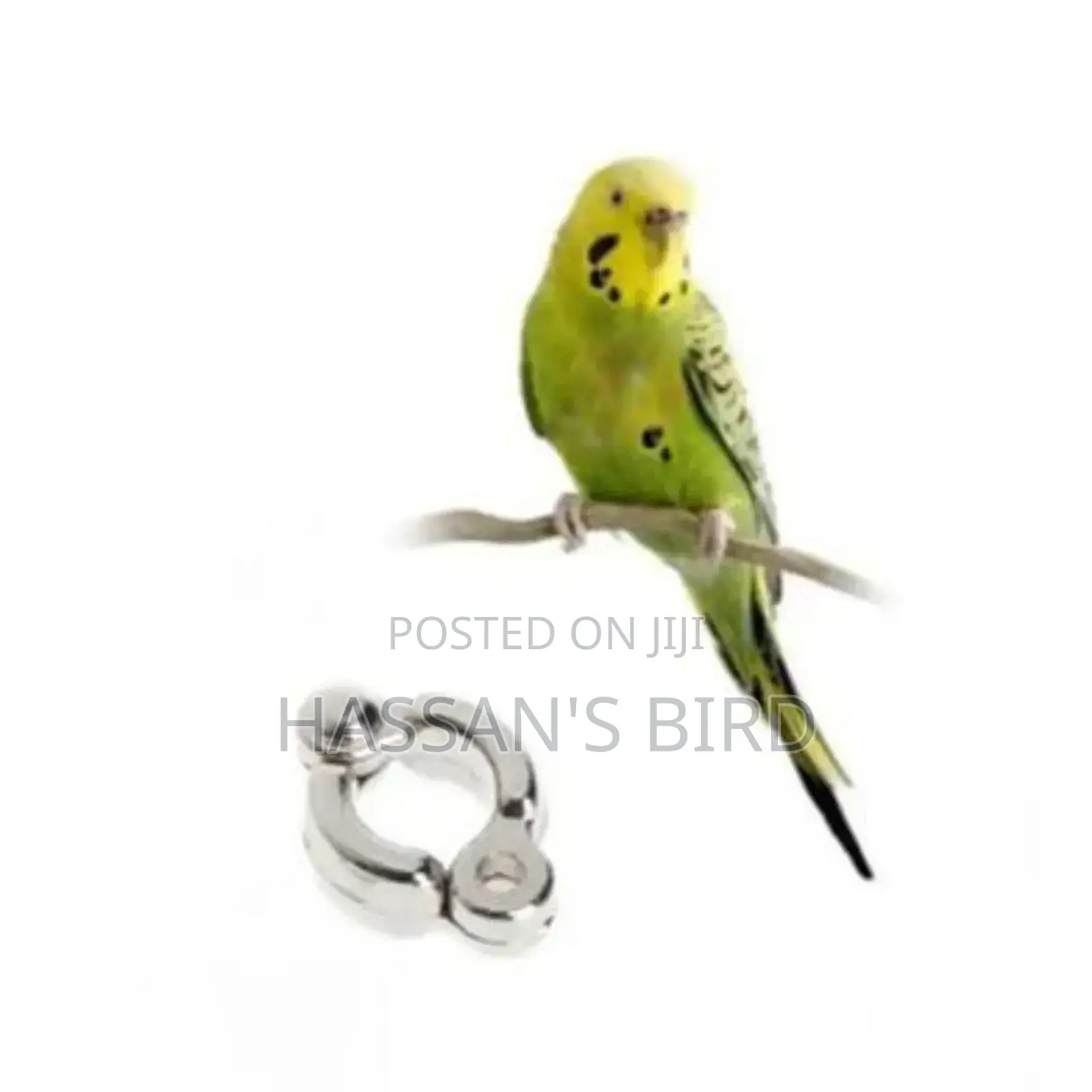 Bird Harness Ring