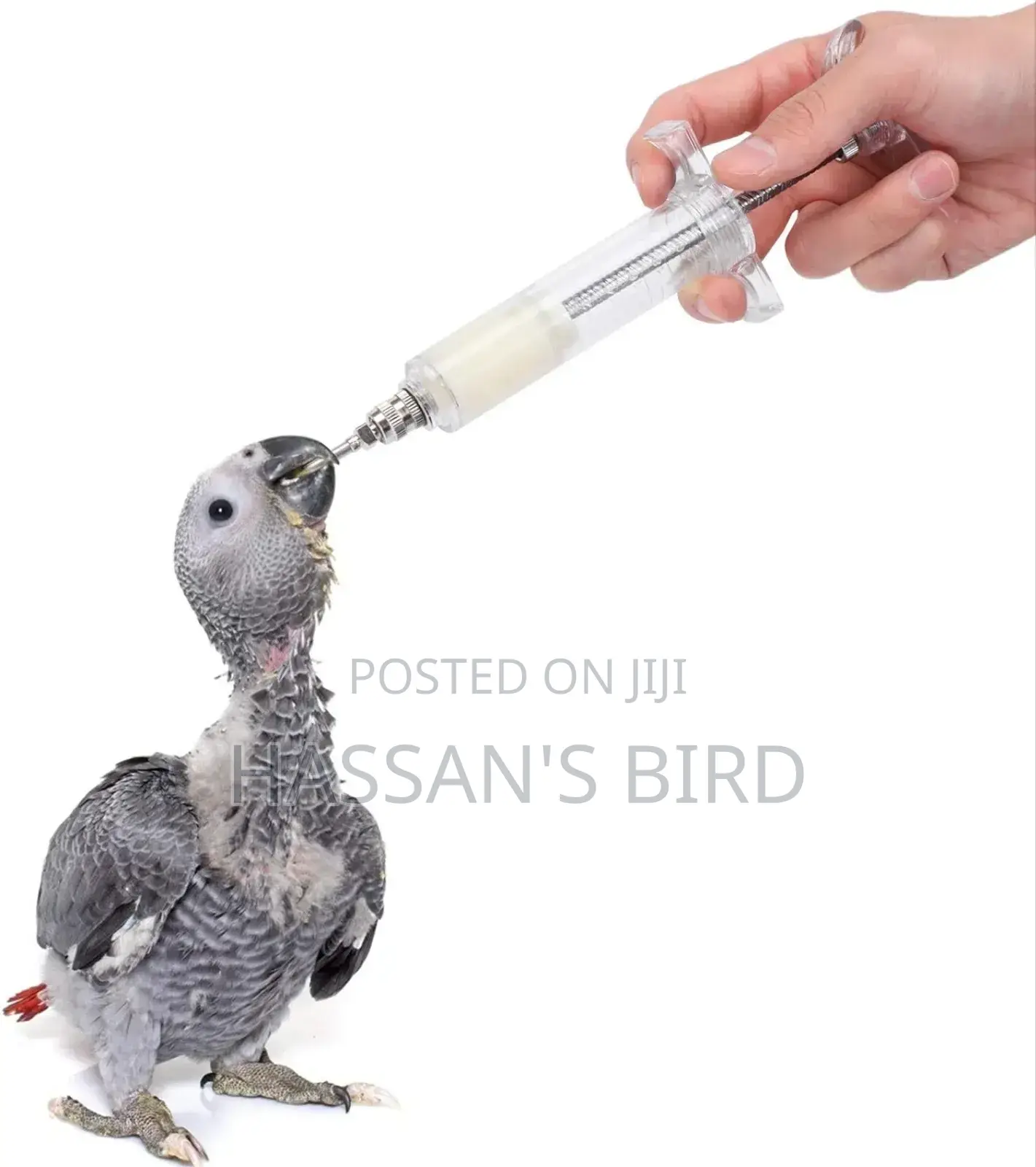 Bird Handfeeding Syringe 10ml