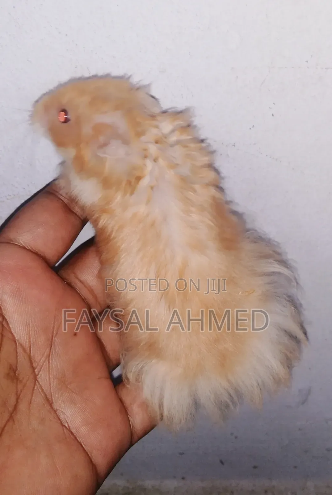 সিরিয়ান হ্যামস্টার। বিলাতী ইদুর। Siriyan Hamester