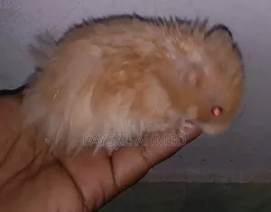 সিরিয়ান হ্যামস্টার। বিলাতী ইদুর। Siriyan Hamester