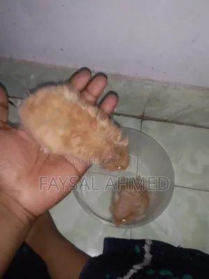 সিরিয়ান হ্যামস্টার। বিলাতী ইদুর। Siriyan Hamester