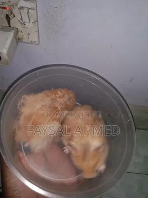 সিরিয়ান হ্যামস্টার। বিলাতী ইদুর। Siriyan Hamester