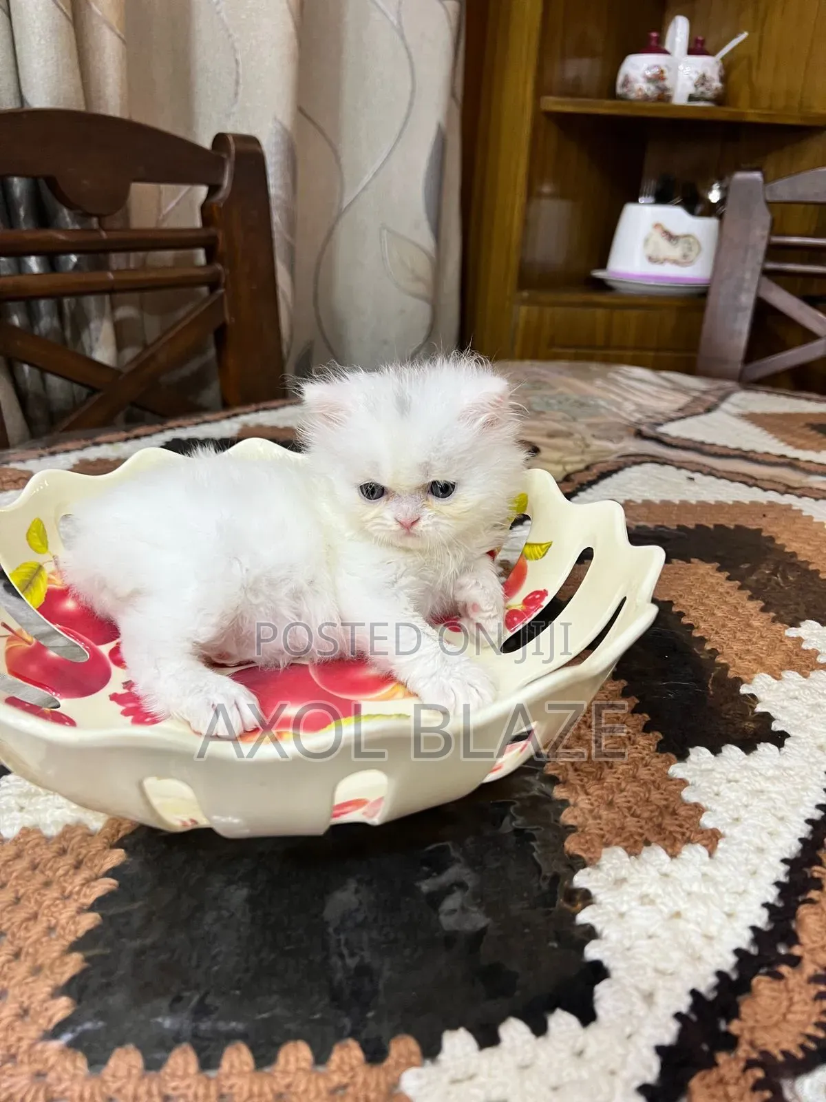 1-3 months Female Purebred Persian