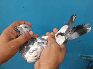 Phanki Adults