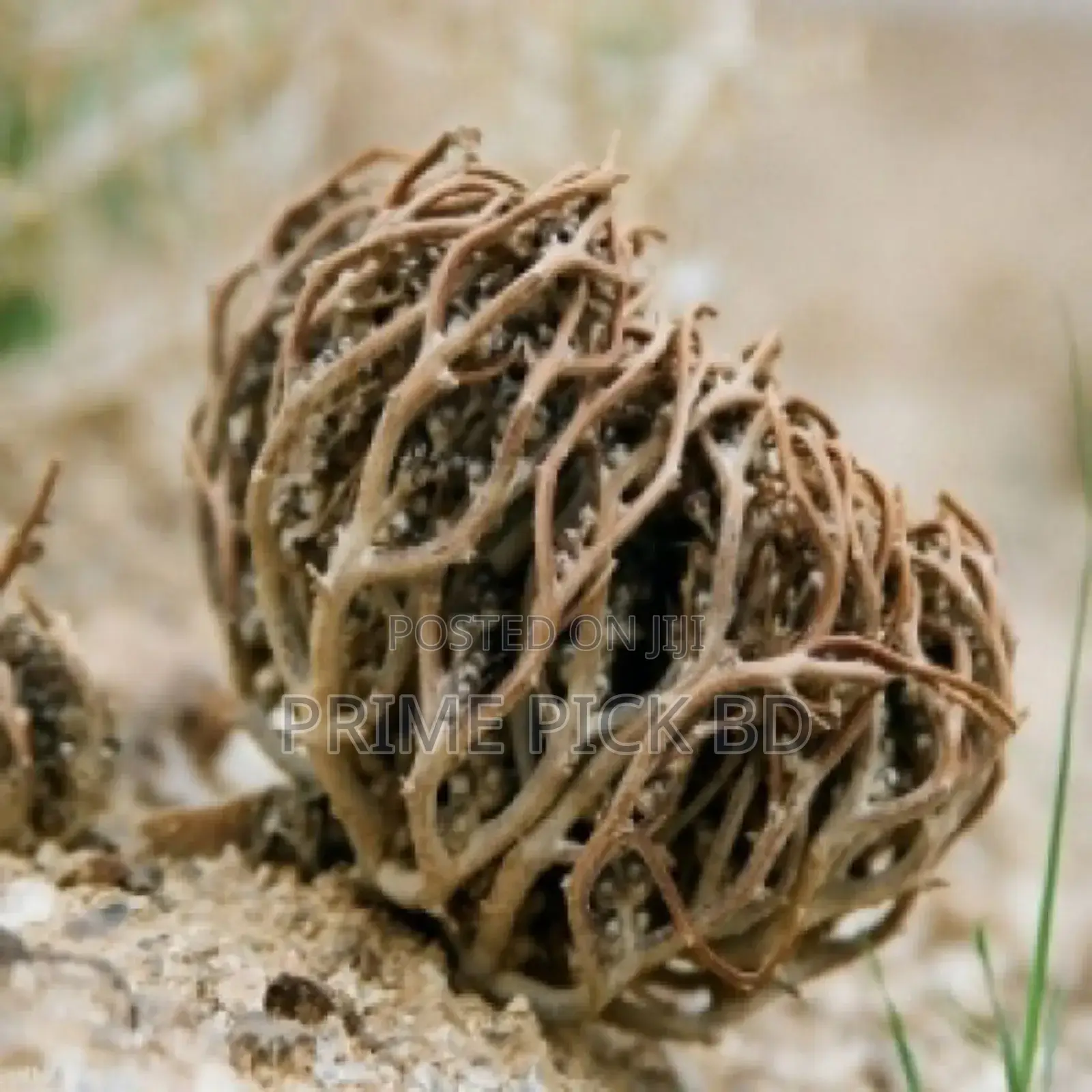 Product Details of Moriom Flower [মরিয়ম ফুল]