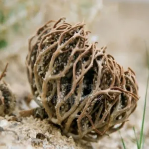 Photo - Product Details of Moriom Flower [মরিয়ম ফুল]