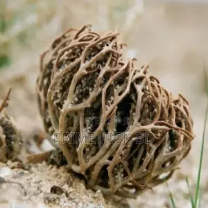 Photo - Product Details of Moriom Flower [মরিয়ম ফুল]