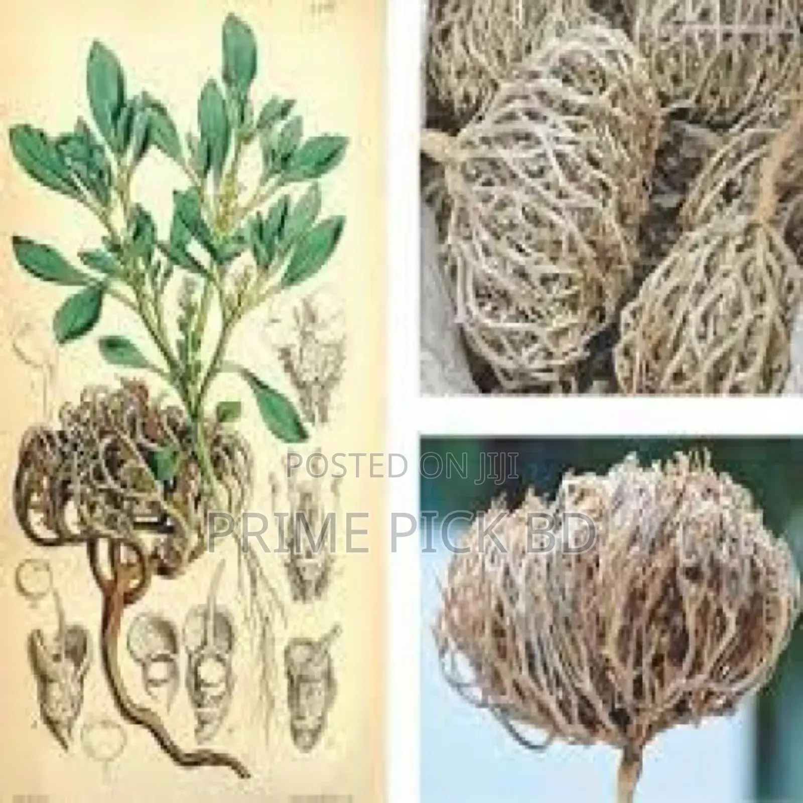 Product Details of Moriom Flower [মরিয়ম ফুল]